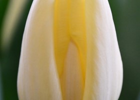 Tulipa Fun For Two ® (4)